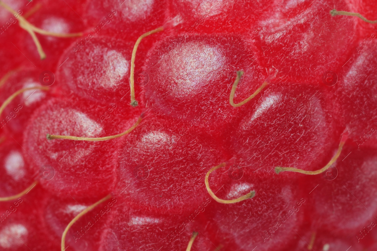 Photo of Texture of ripe raspberry as background, macro view. Fresh berry