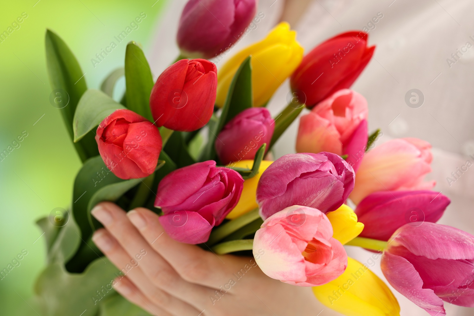 Photo of Woman holding beautiful colorful tulip flowers on blurred background, closeup