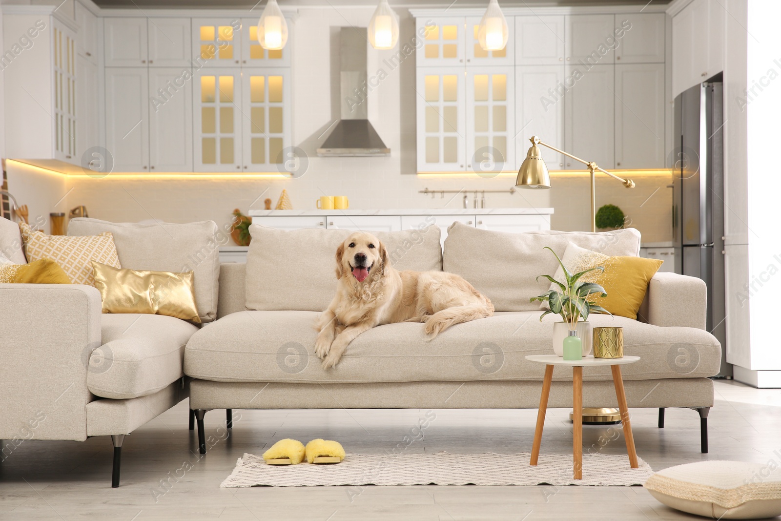 Photo of Modern living room interior. Cute Golden Labrador Retriever on couch