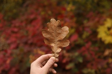 Photo of Woman holding beautiful dry leaf outdoors, closeup. Autumn season