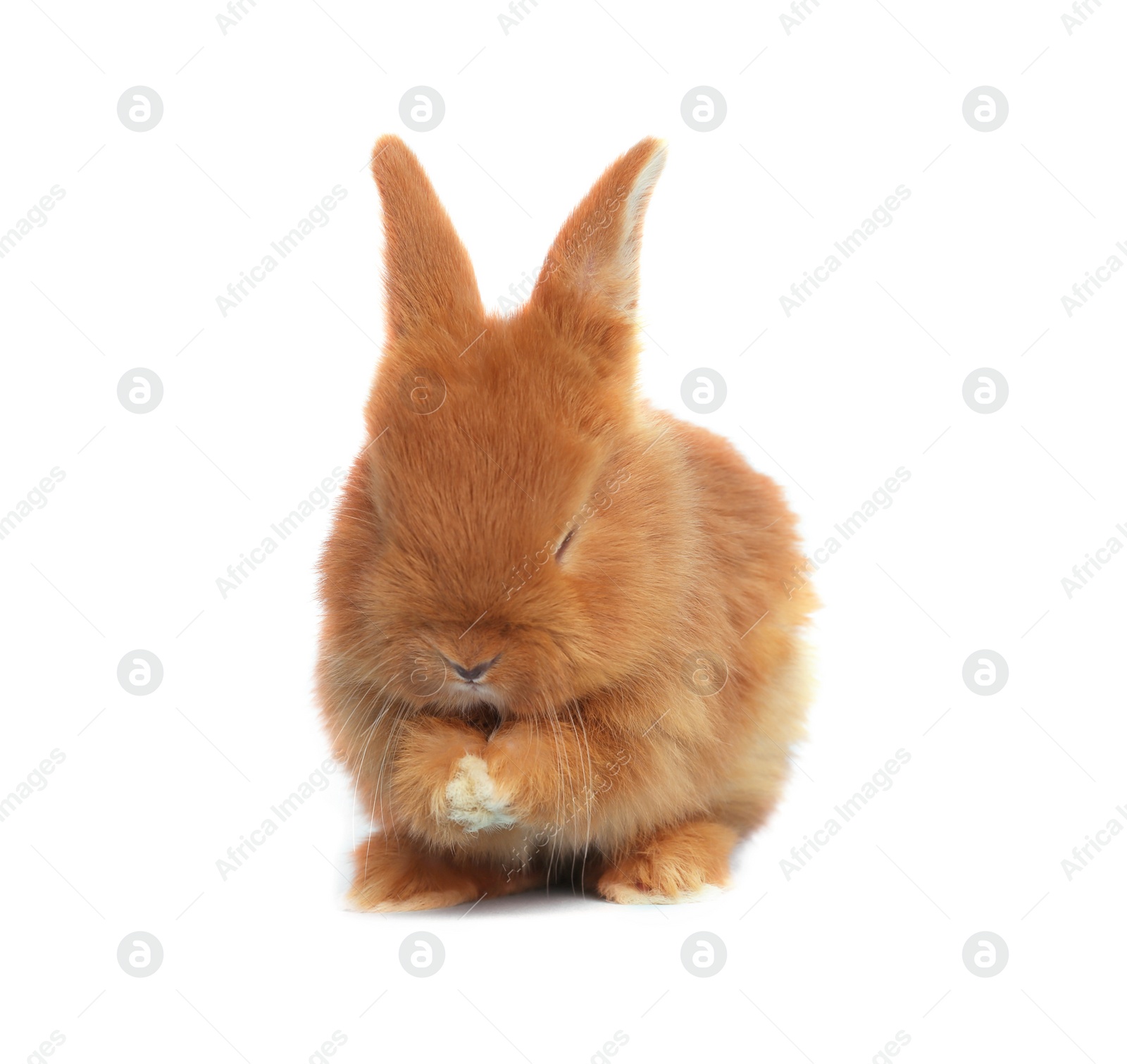 Image of Adorable fluffy Easter bunny on white background