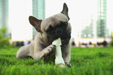 Photo of Cute French bulldog gnawing bone treat on green grass outdoors. Lovely pet