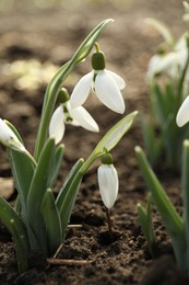 Beautiful snowdrops growing outdoors. Early spring flowers