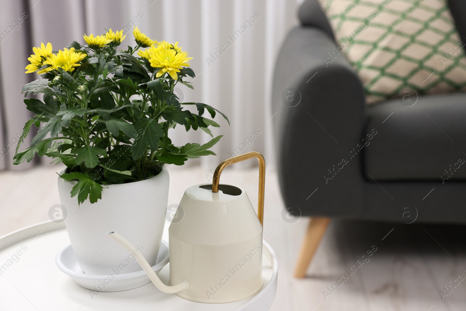 Photo of Beautiful chrysanthemum plant in flower pot and watering can on white table in room, space for text