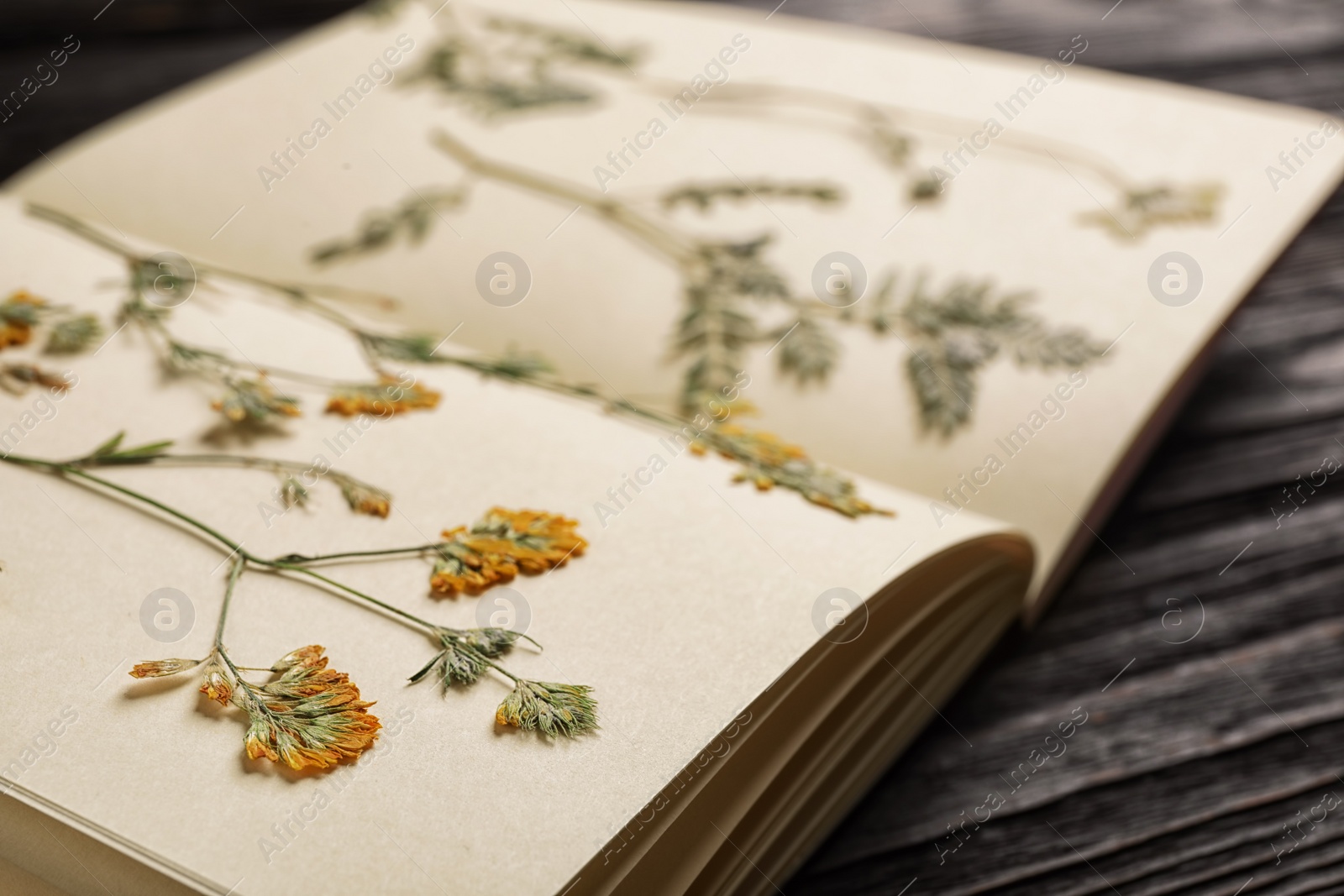 Photo of Wild dried meadow flowers in notebook on table, closeup