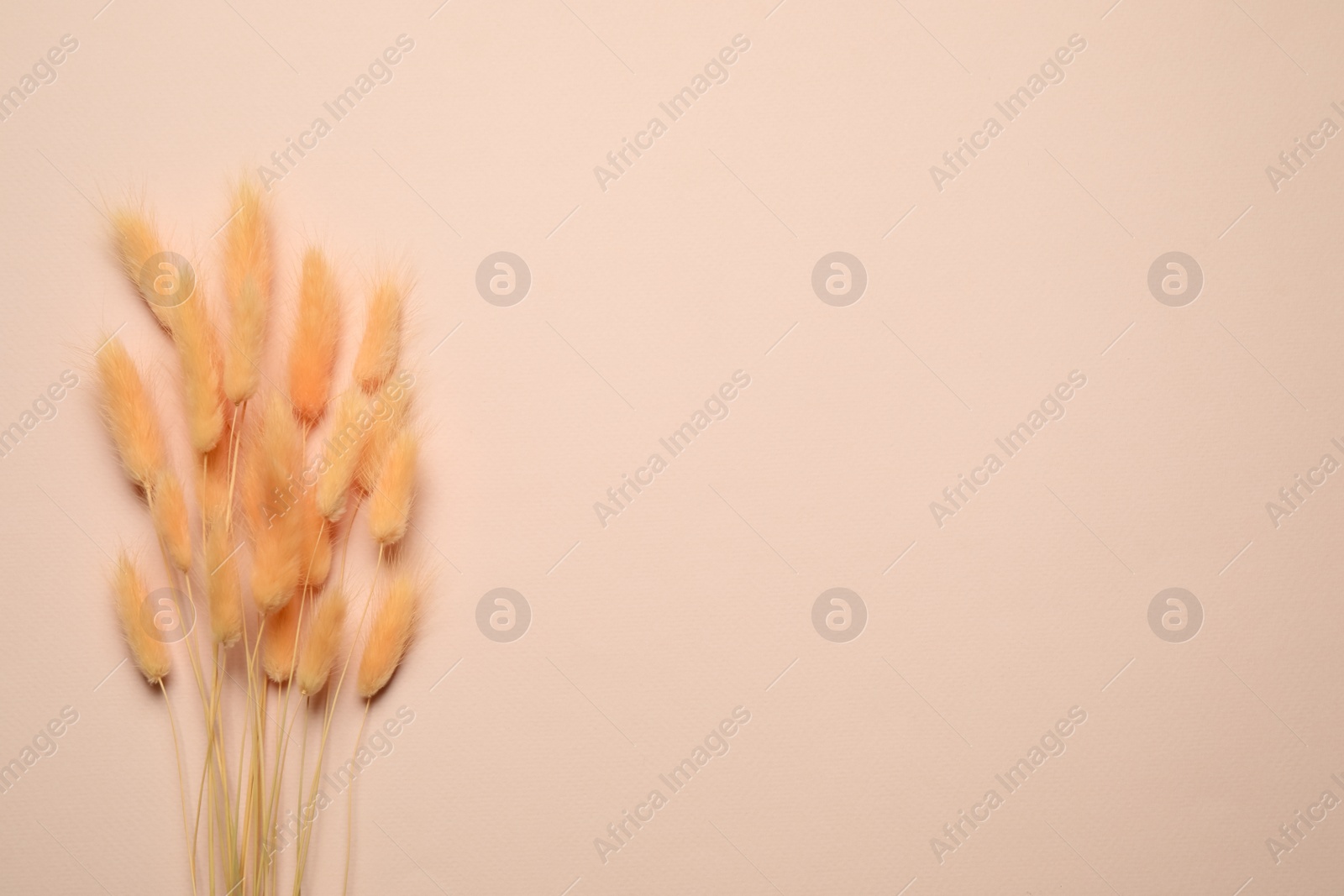 Photo of Bouquet of dried flowers on beige background, flat lay. Space for text