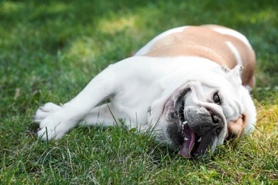 Funny English bulldog on green grass in park