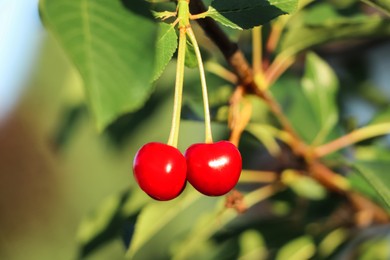 Photo of Closeup view of cherry tree with ripe red berries outdoors on sunny day