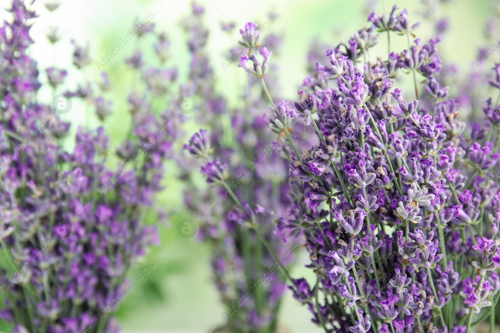 Photo of Beautiful tender lavender flowers on blurred background, closeup. Space for text