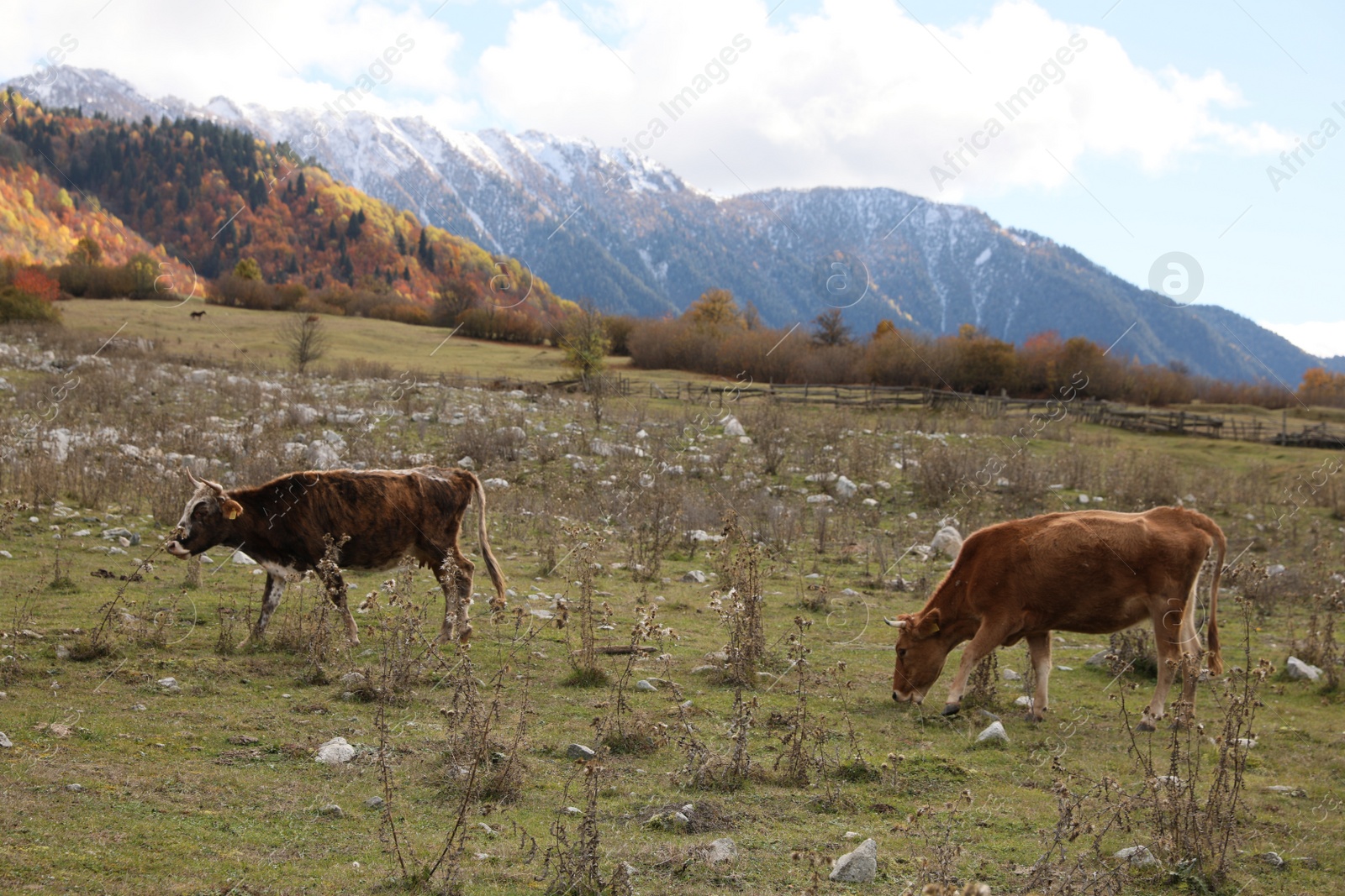 Photo of Cows grazing on meadow in mountains outdoors