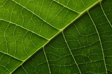 Photo of Texture of green leaf as background, macro