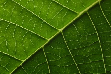 Texture of green leaf as background, macro