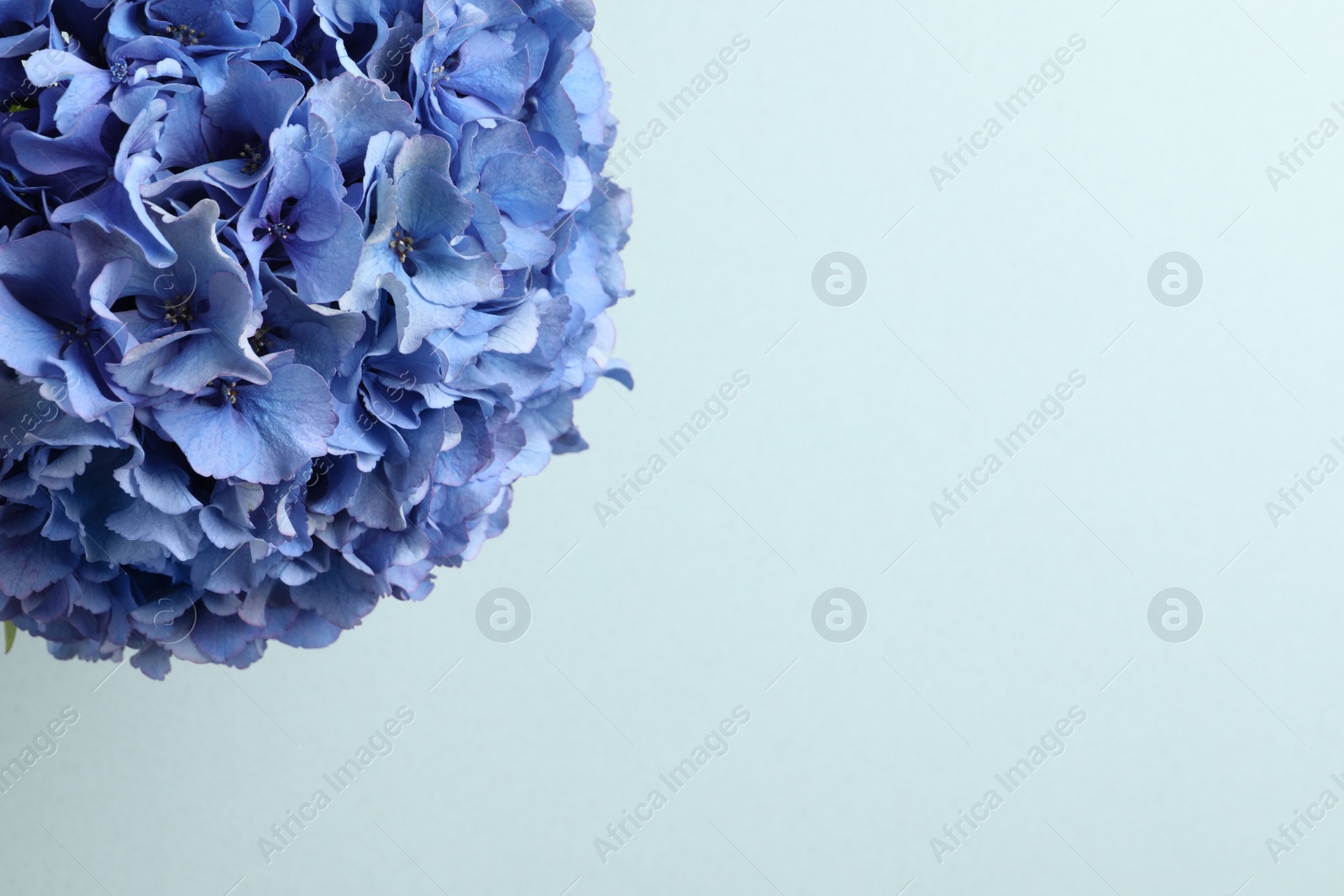 Photo of Beautiful bright hortensia flowers on light blue background. Space for text