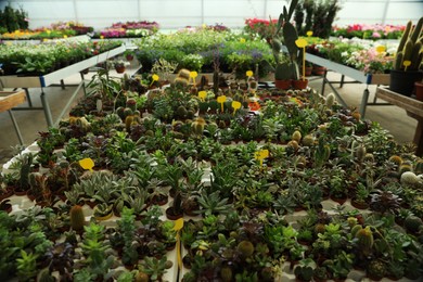 Photo of Many different cacti and succulent plants on table in garden center