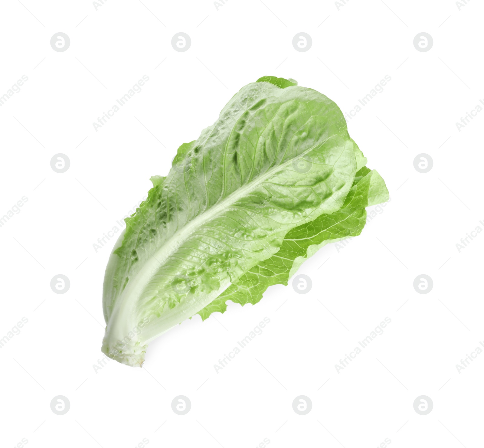 Photo of Fresh green romaine lettuce isolated on white