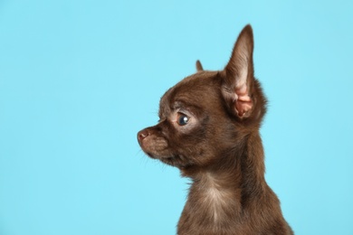 Photo of Cute small Chihuahua dog on light blue background