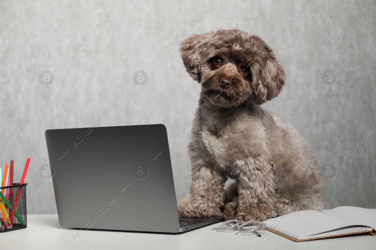 Photo of Cute Maltipoo dog on desk with laptop and stationery indoors