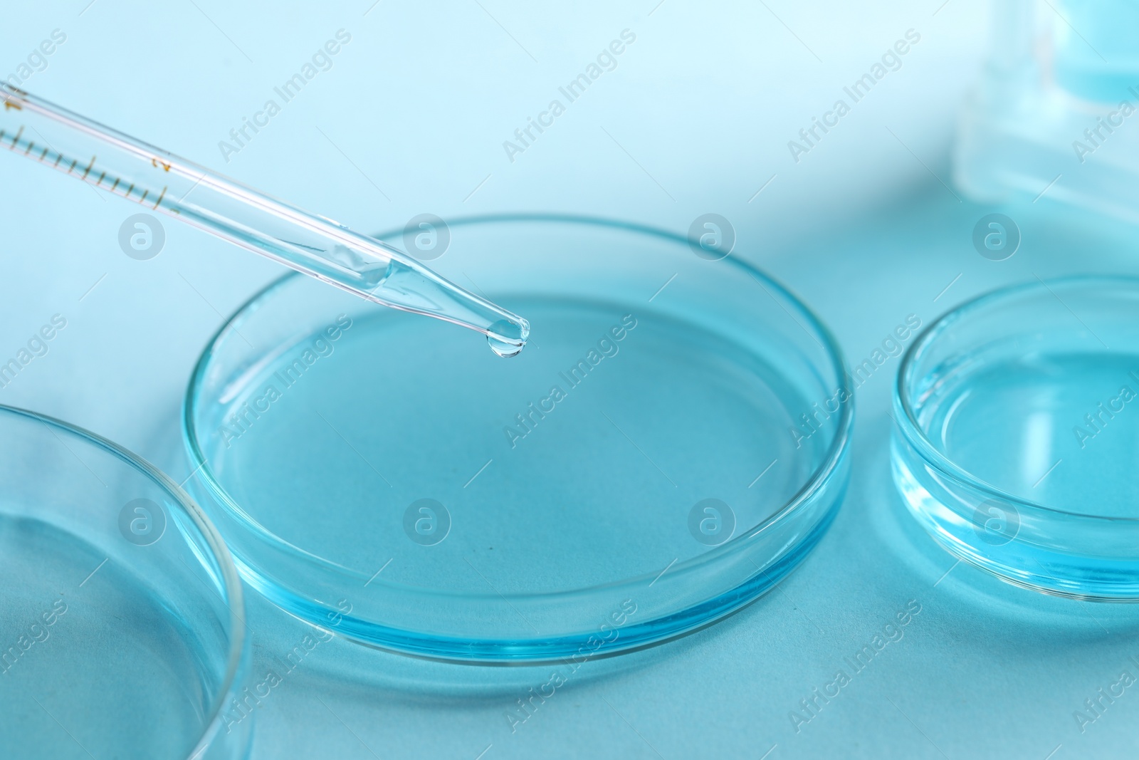 Photo of Dripping liquid from pipette into petri dish at light table, closeup. Laboratory analysis