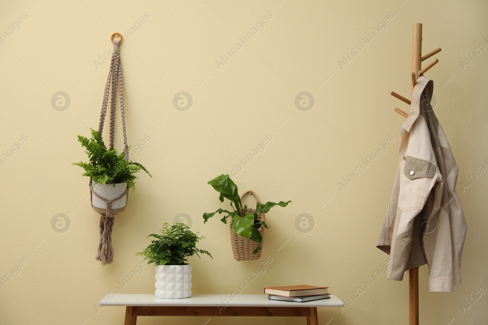 Photo of Different potted ferns, table and clothes rack near beige wall