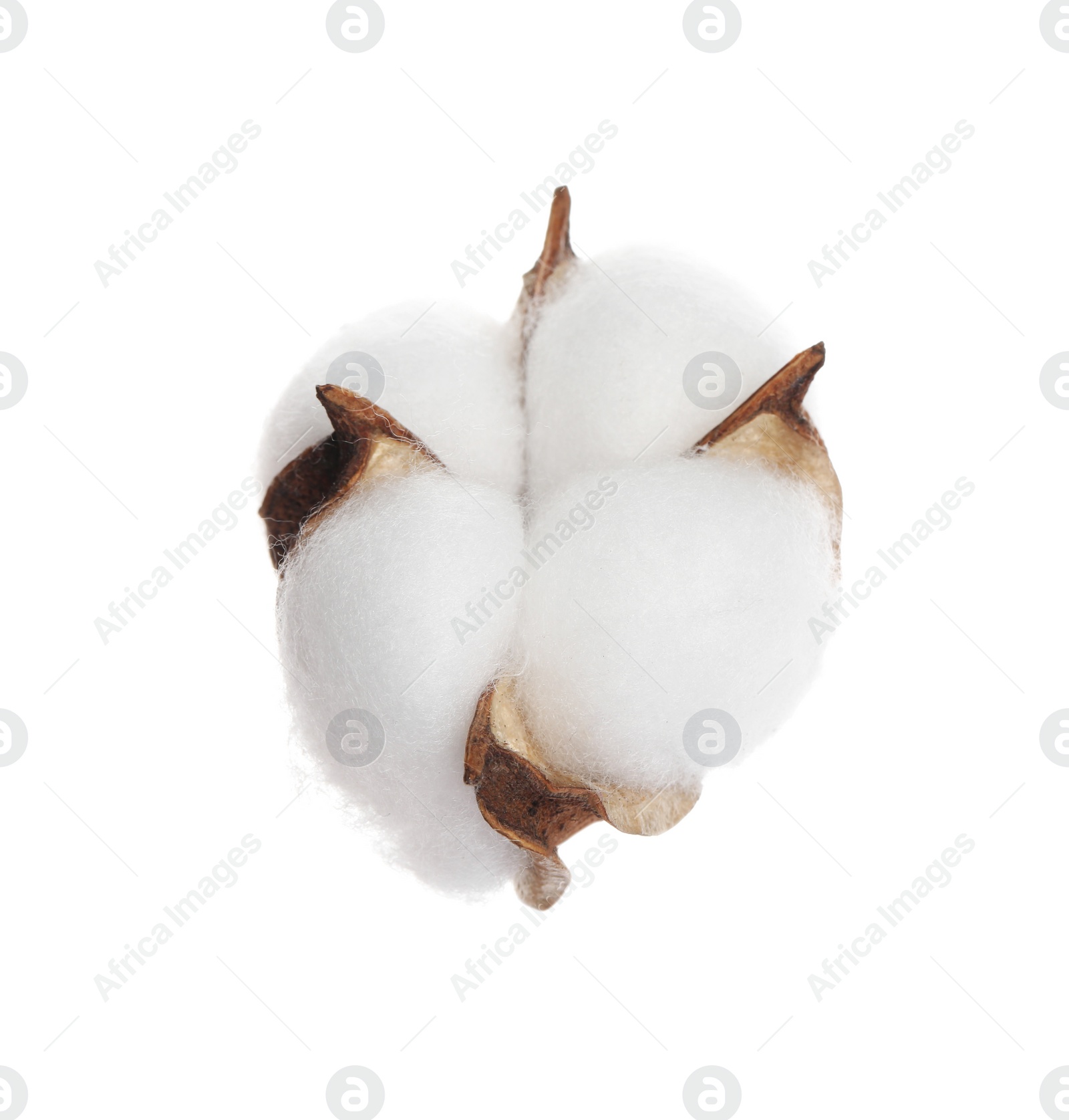 Photo of Beautiful fluffy cotton flower isolated on white