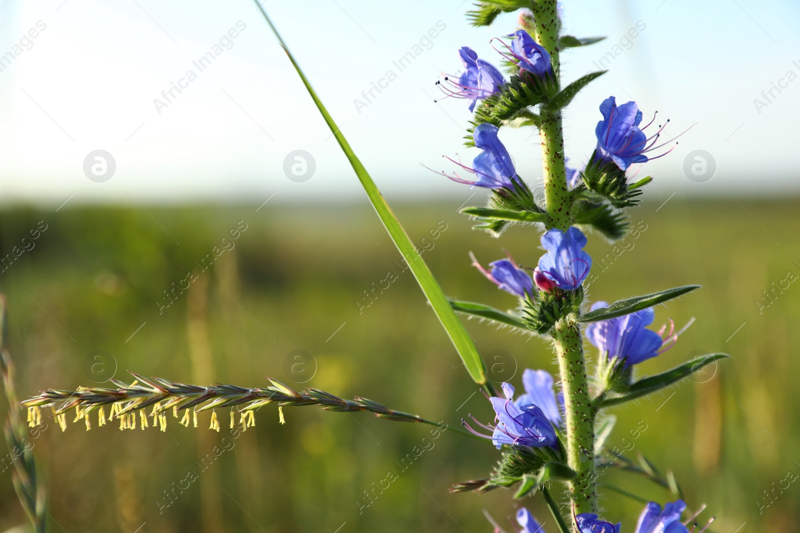 Photo of Beautiful wild flower outdoors, space for text. Amazing nature in summer