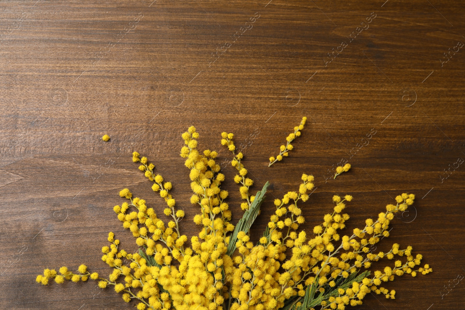 Photo of Beautiful mimosa flowers on wooden table, flat lay. Space for text