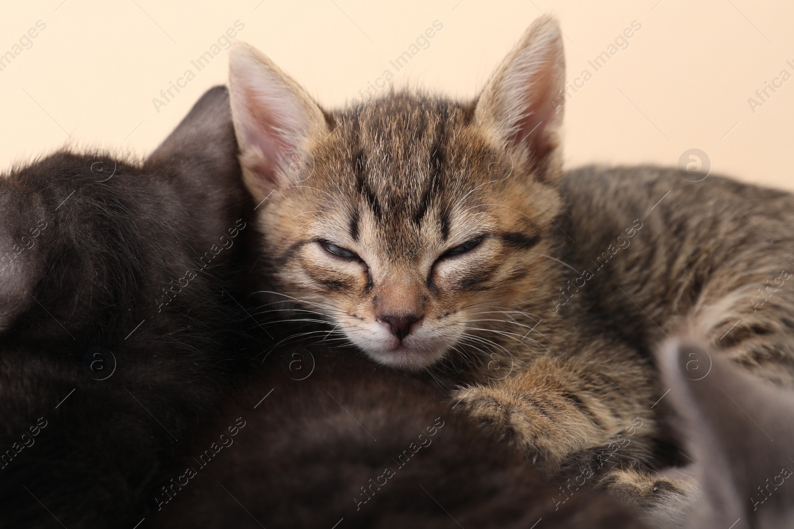 Photo of Cute fluffy kittens on beige background. Baby animals