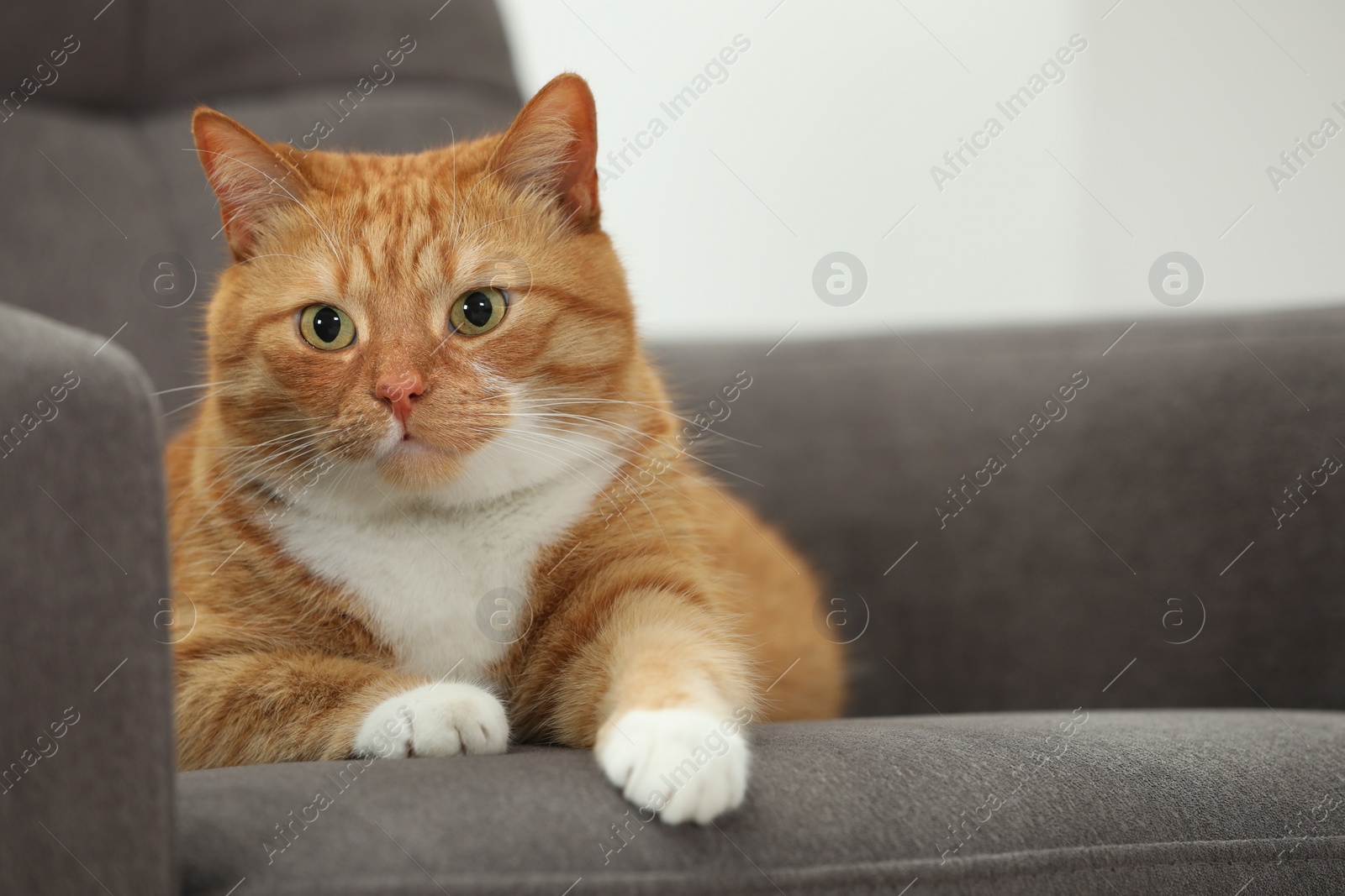 Photo of Cute ginger cat lying on armchair at home. Space for text