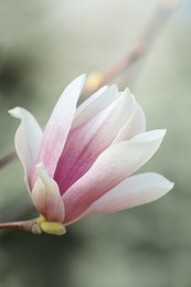 Photo of Beautiful Magnolia flower on tree branch outdoors, closeup