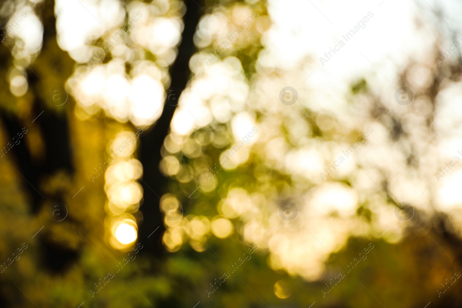 Photo of Blurred view of autumn landscape. Bokeh effect