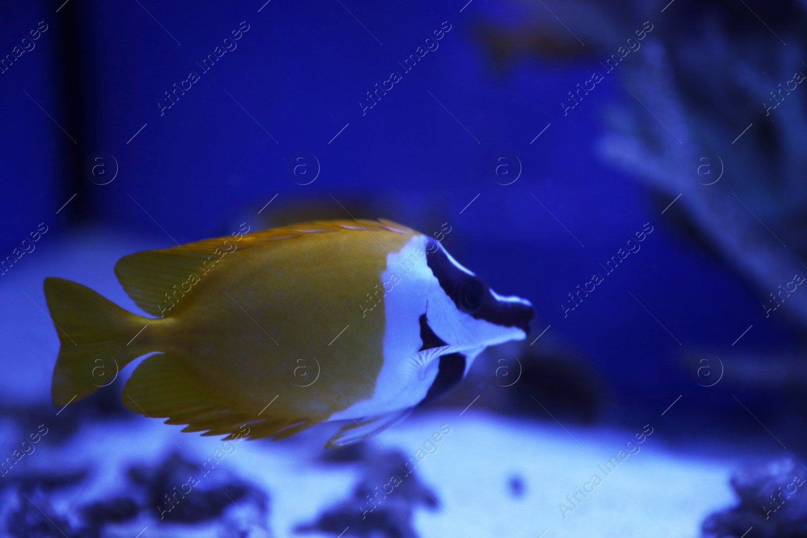 Photo of Beautiful yellow longnose butterfly fish in clear toned blue aquarium