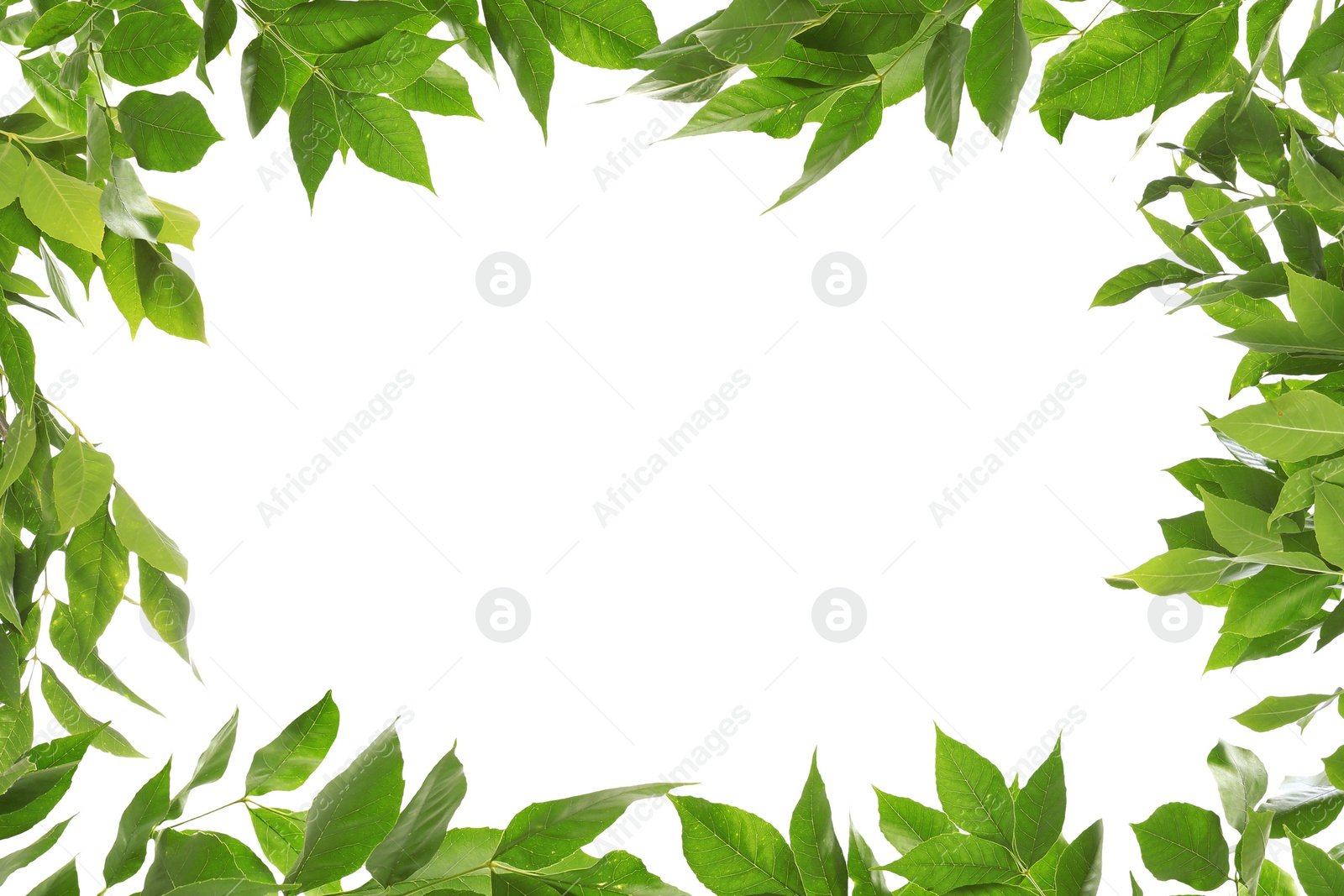 Image of Frame of beautiful vibrant green leaves on white background