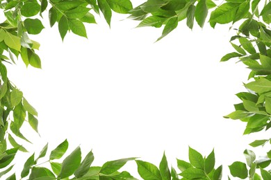 Image of Frame of beautiful vibrant green leaves on white background