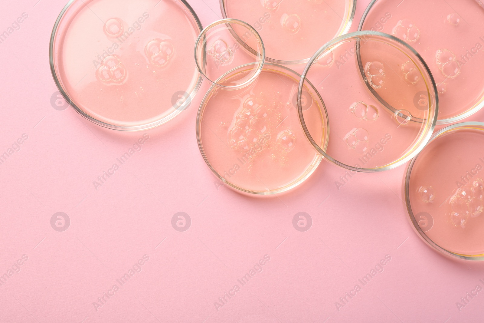 Photo of Petri dishes with liquid samples on pink background, flat lay. Space for text