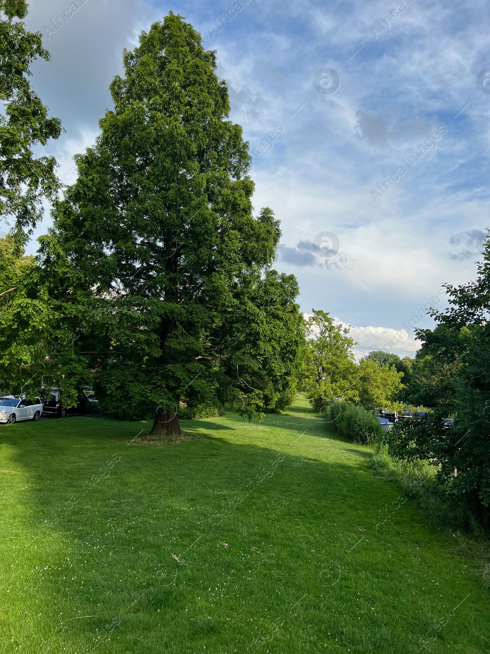 Photo of Picturesque view of beautiful park with fresh green grass and trees on sunny day