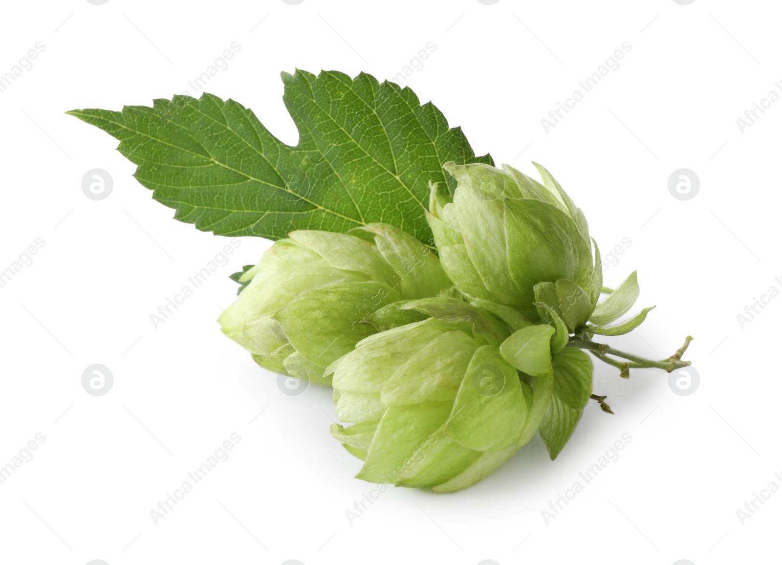 Photo of Fresh hop flowers with leaf on white background