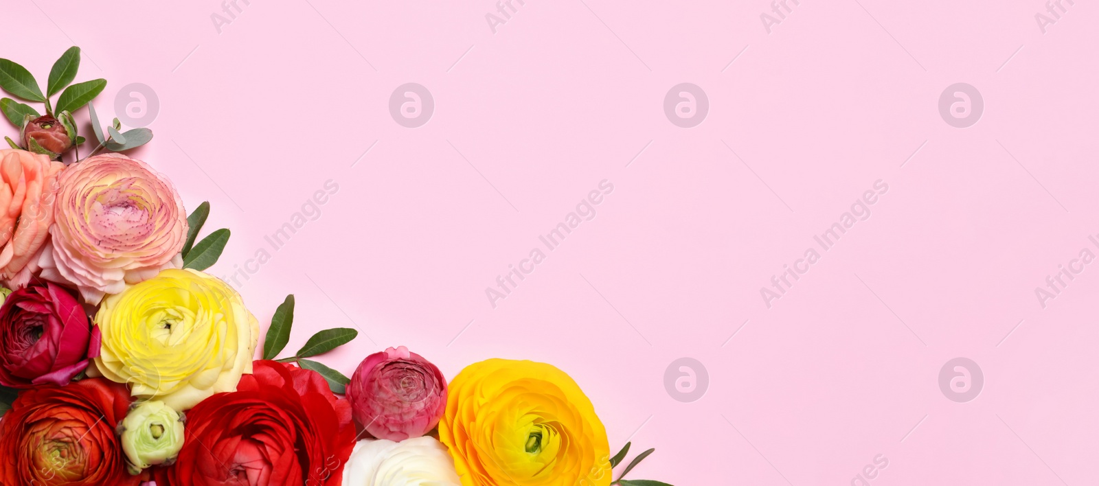 Photo of Beautiful ranunculus flowers on pink background, flat lay. Space for text