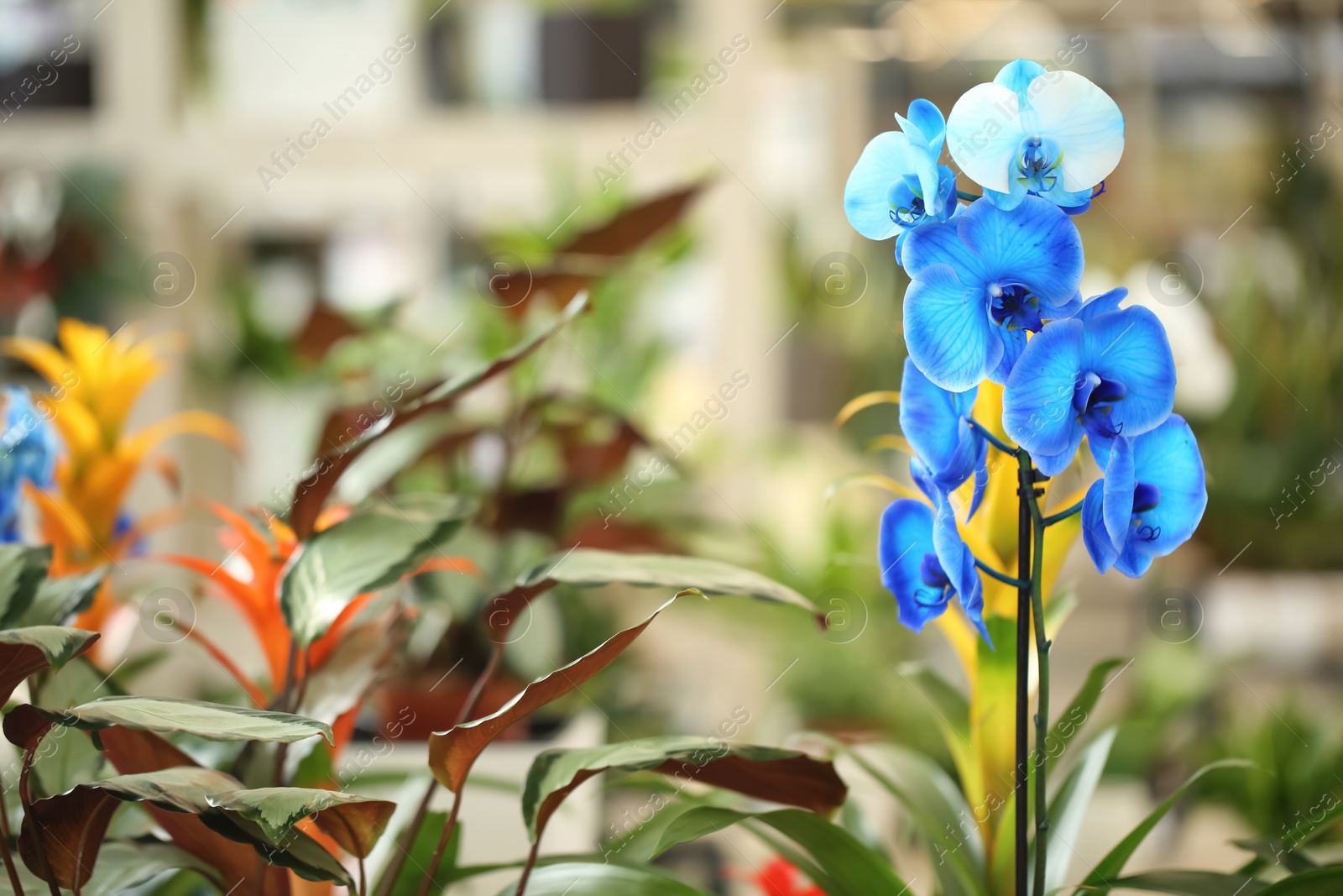 Photo of Beautiful blue orchid flowers on blurred background. Tropical plant