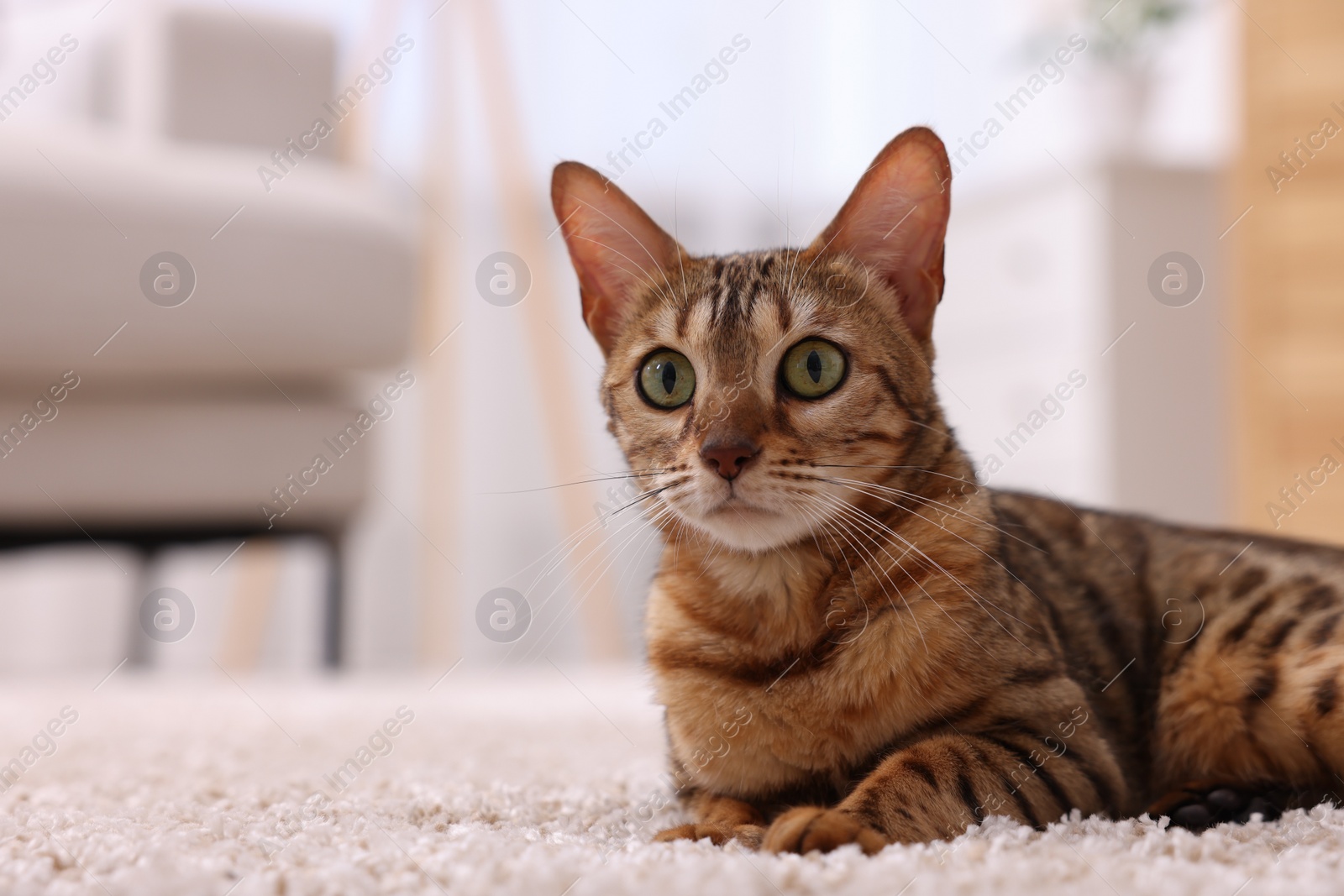 Photo of Cute Bengal cat lying on carpet at home, closeup. Adorable pet