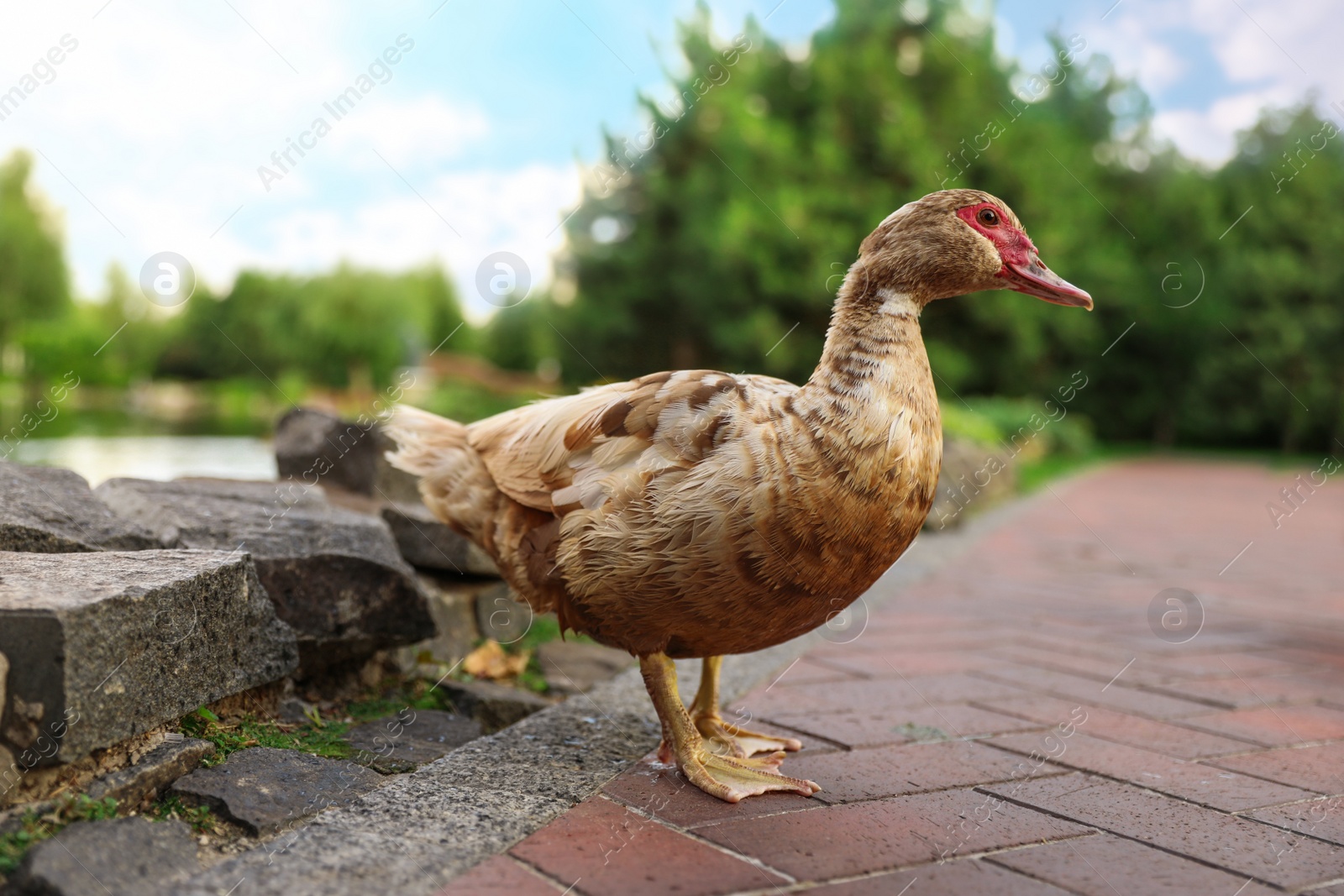 Photo of Brown duck in park on sunny day