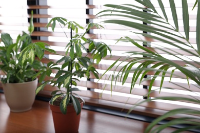 Photo of Different green potted plants on window sill at home