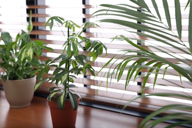 Different green potted plants on window sill at home