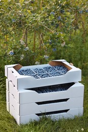 Photo of Boxes with containers of wild blueberries outdoors. Seasonal berries