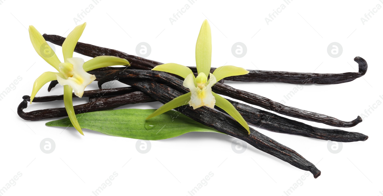 Photo of Vanilla pods, beautiful flowers and green leaf isolated on white