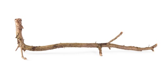 Photo of One dry tree branch isolated on white