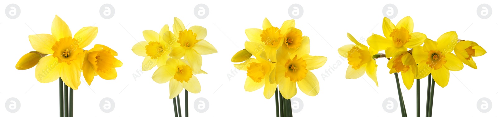 Image of Set with beautiful yellow daffodils on white background. Banner design