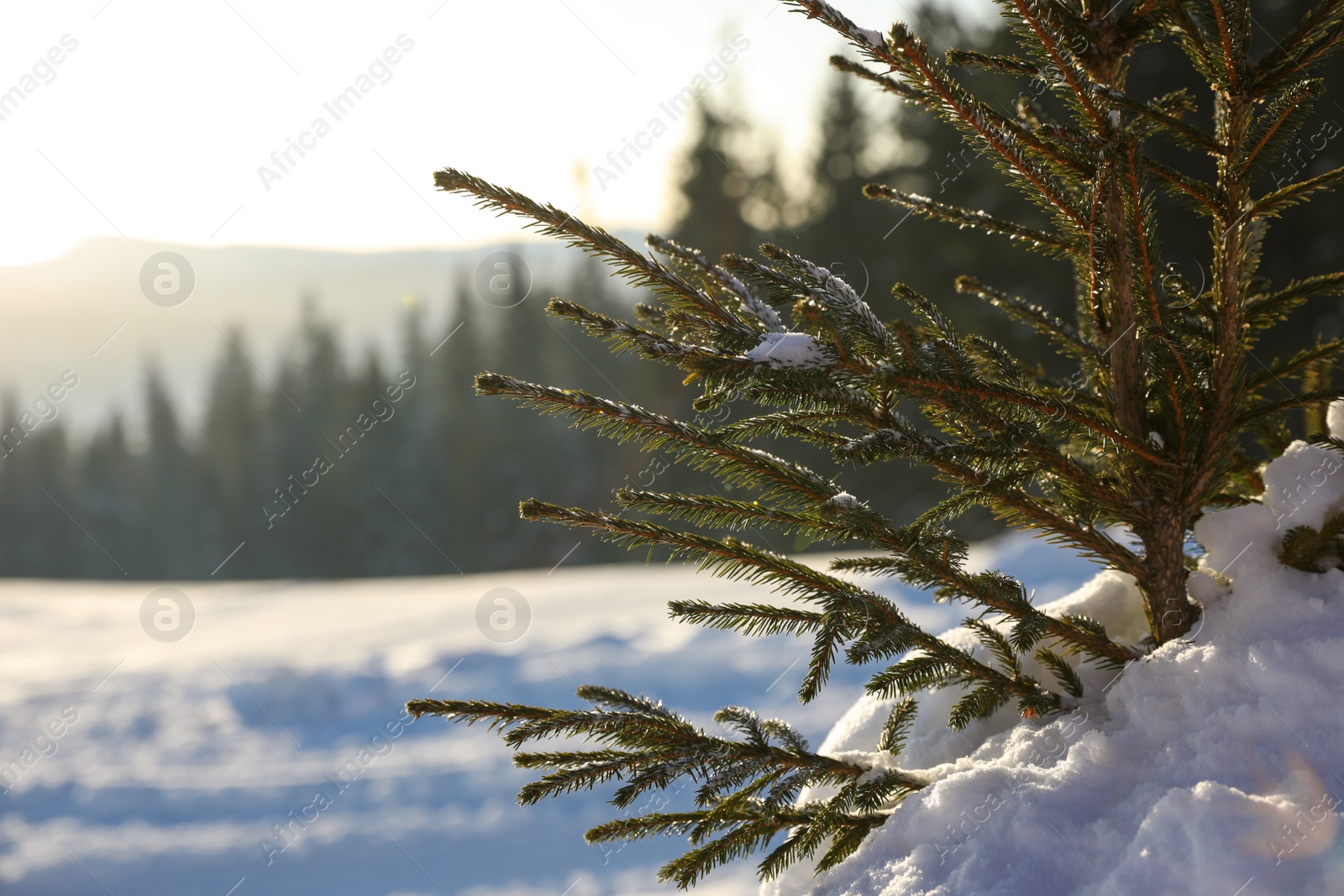 Photo of Fir branches covered with snow in winter forest, closeup. Space for text