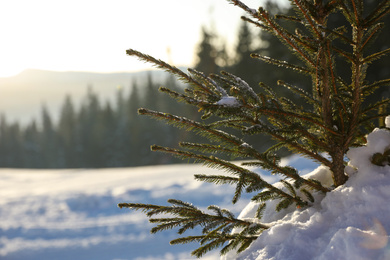 Fir branches covered with snow in winter forest, closeup. Space for text