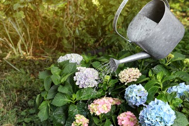 Watering beautiful blooming hortensia plants in garden