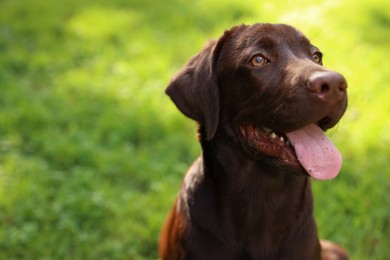 Adorable Labrador Retriever dog in park, closeup. Space for text